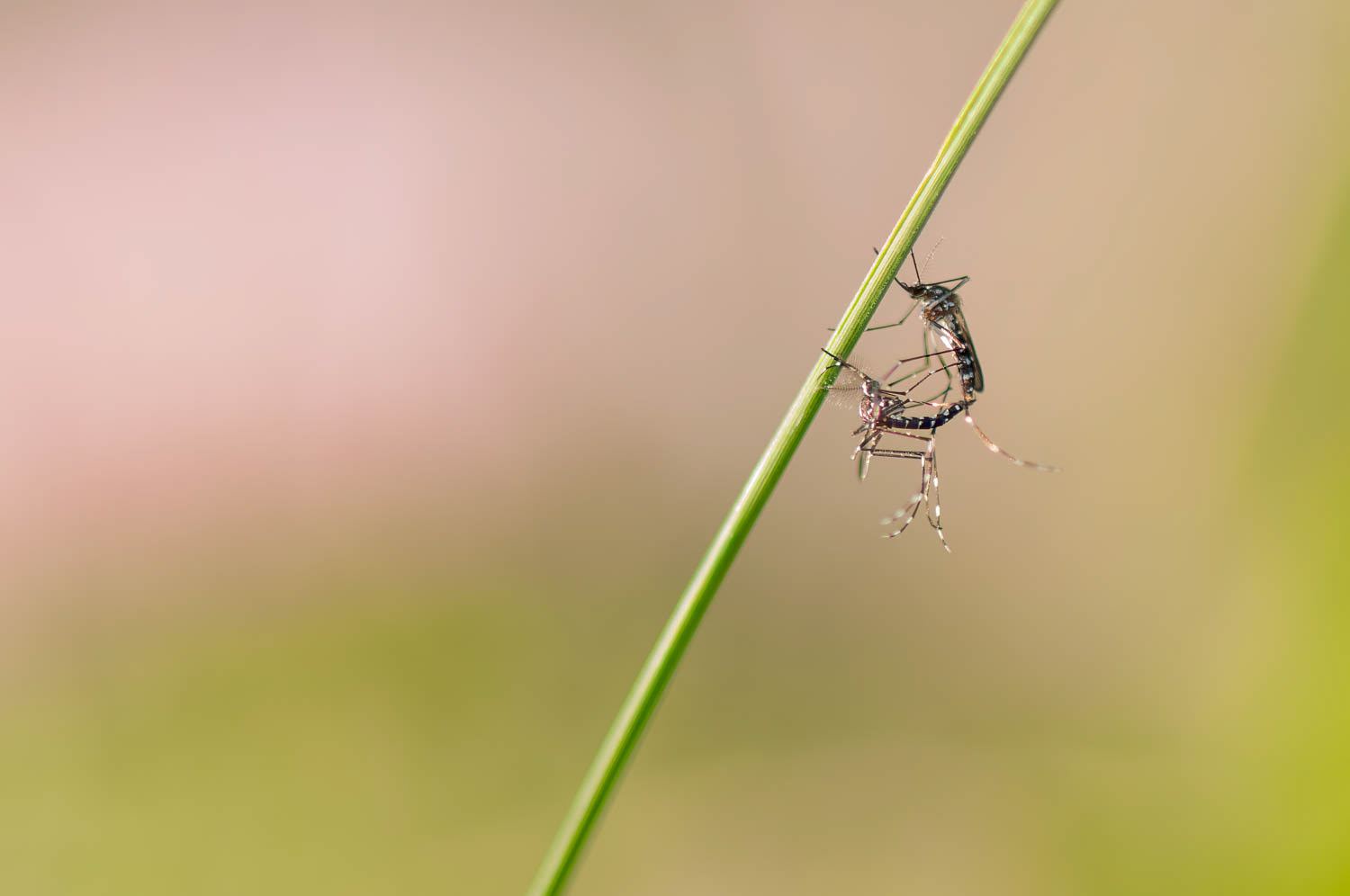 Mosquitoes - Breeding Pair