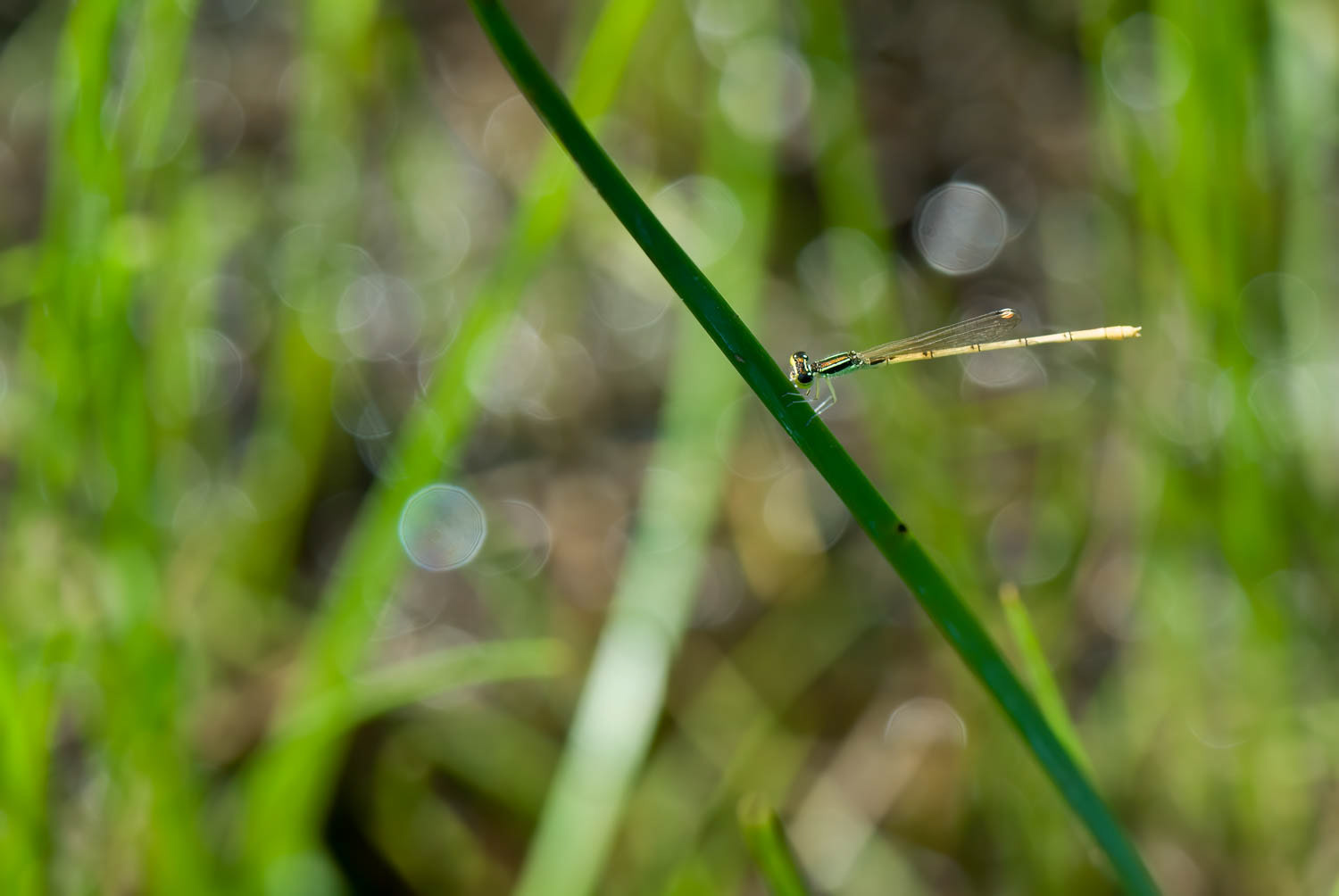 Citrine Forktail (Ischnura hastata