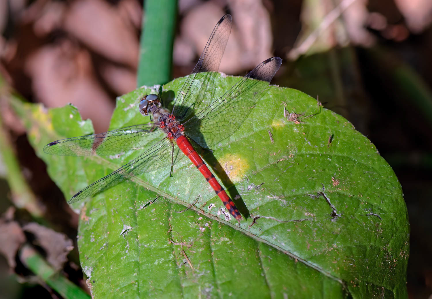 Blue-faced Meadowhawk (Sympetrum ambiguum) Male