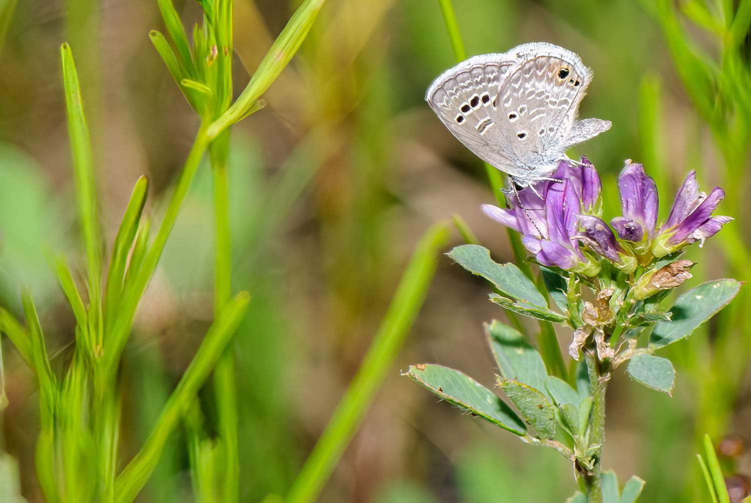 Reakirt's Blue (Echinargus isola)