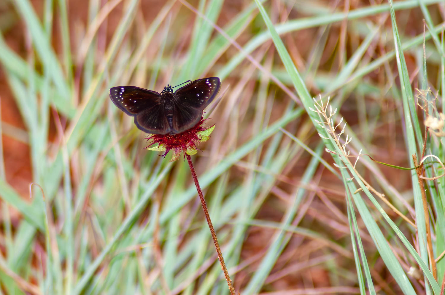 Common Sootywing (Pholisora catullus)