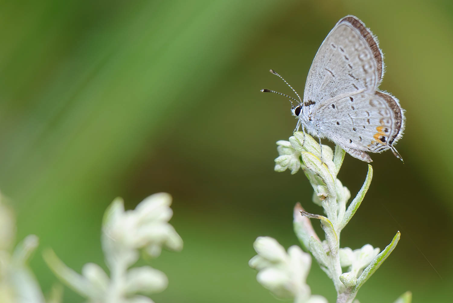 Eastern Tailed Blue (Cupido comyntas)