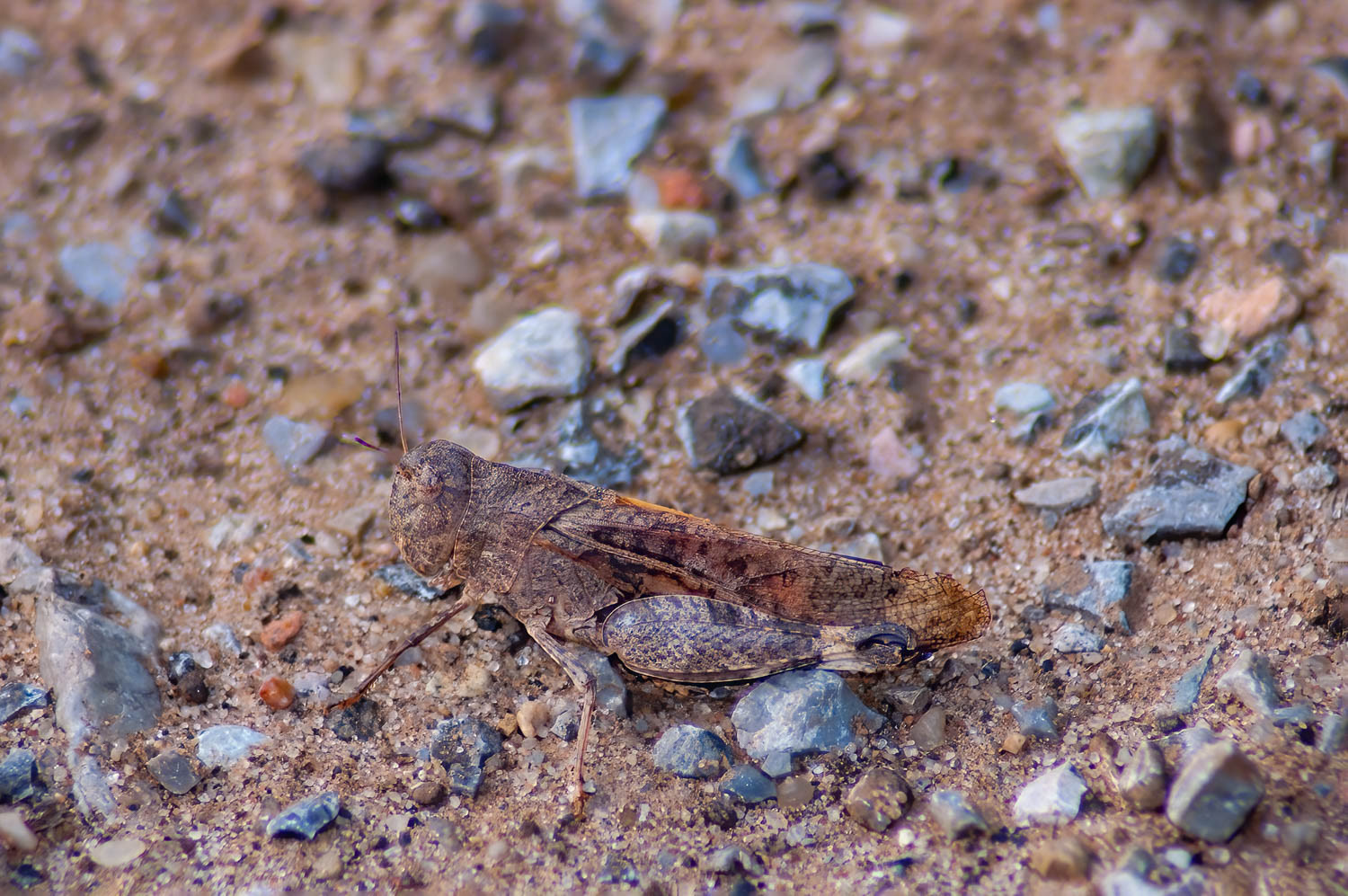 Pallid-winged Grasshopper ()