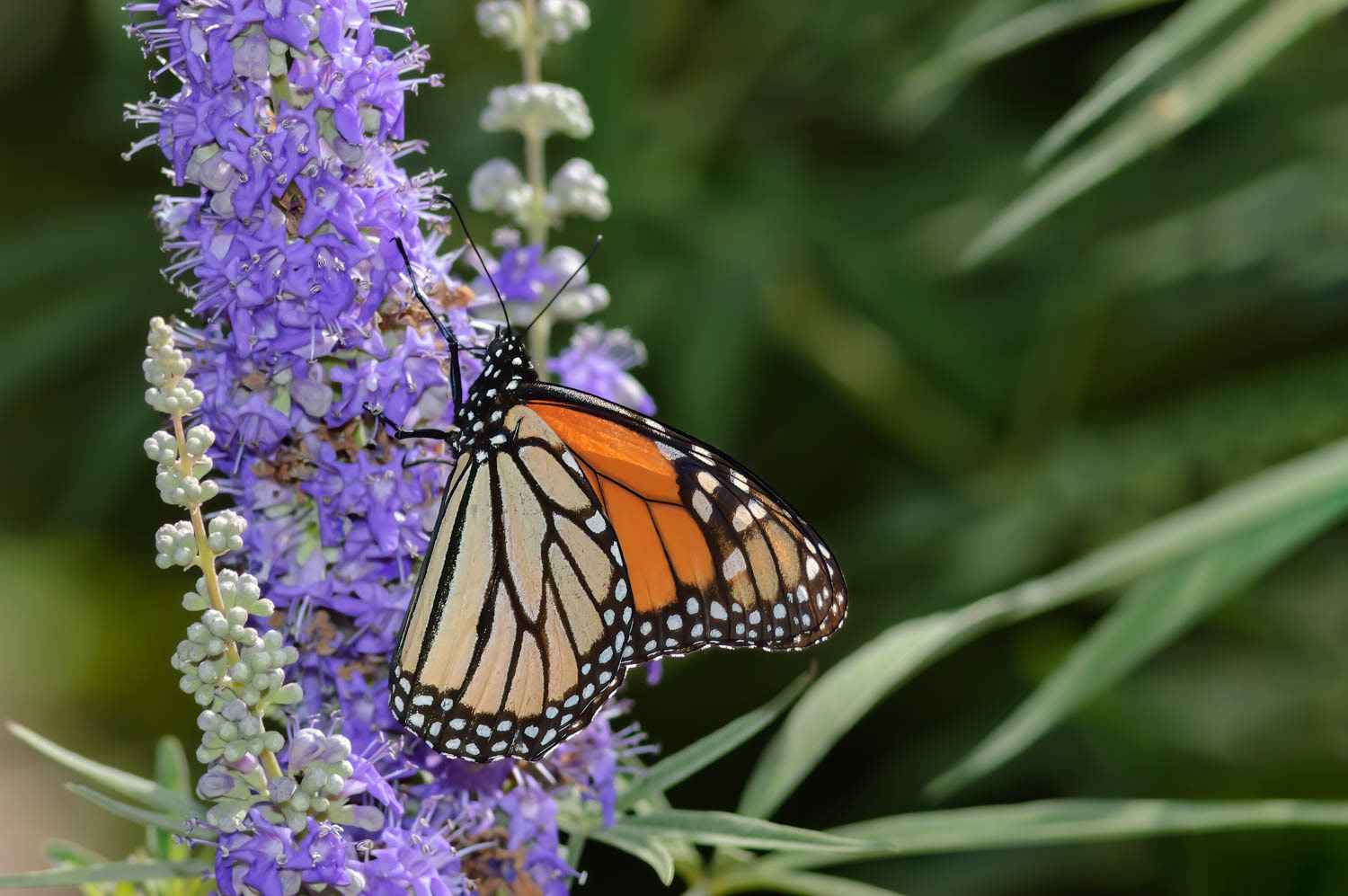 Monarch (Danaus plexippus)
