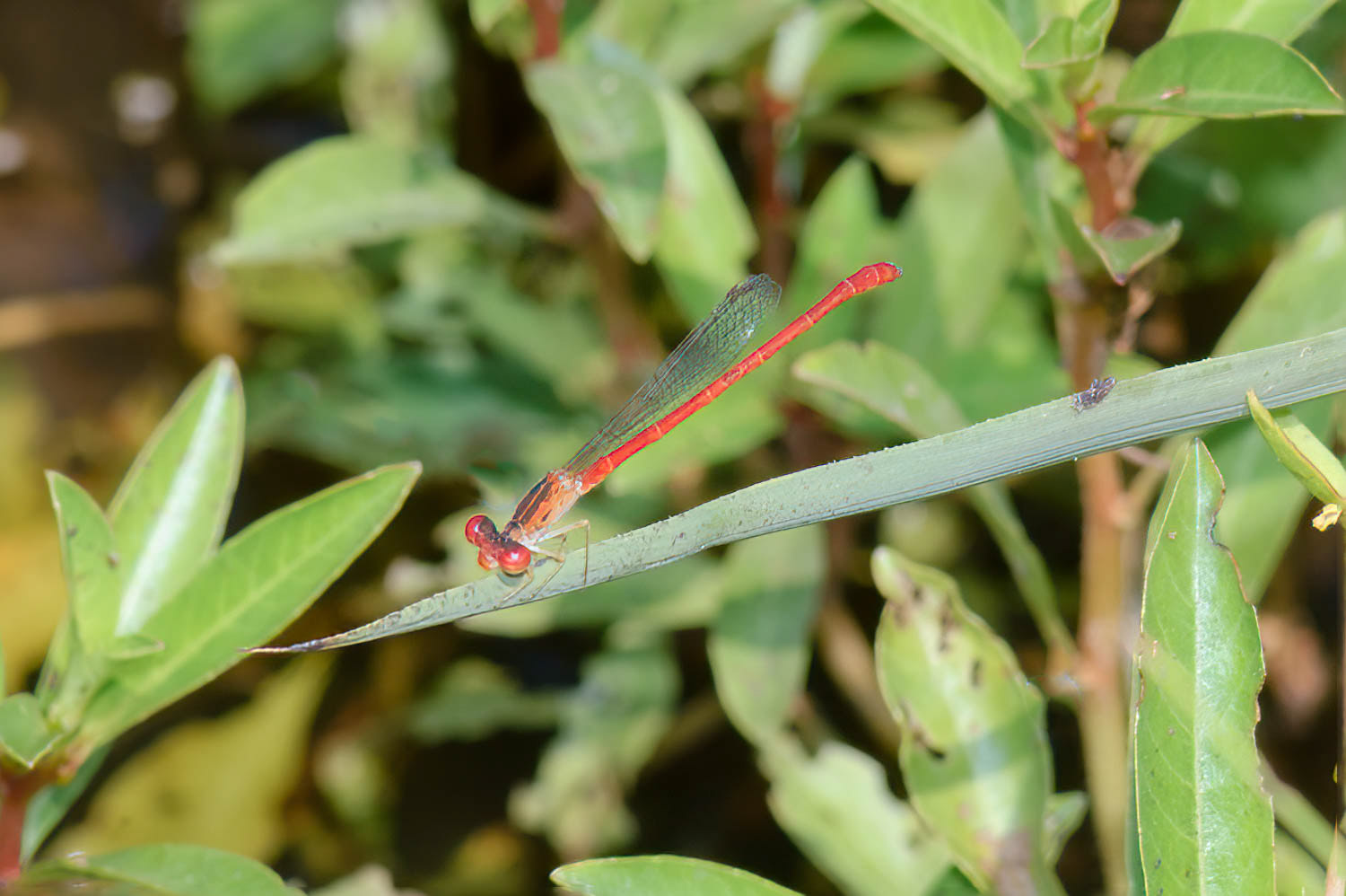Desert Firetail (Telebasis salva) Male
