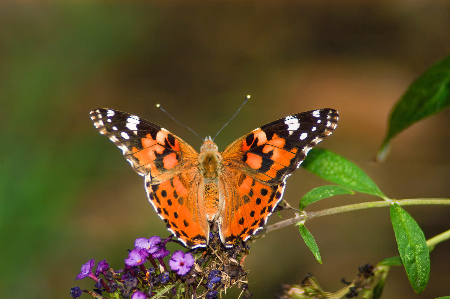 Paintes Lady (Vanessa cardui)