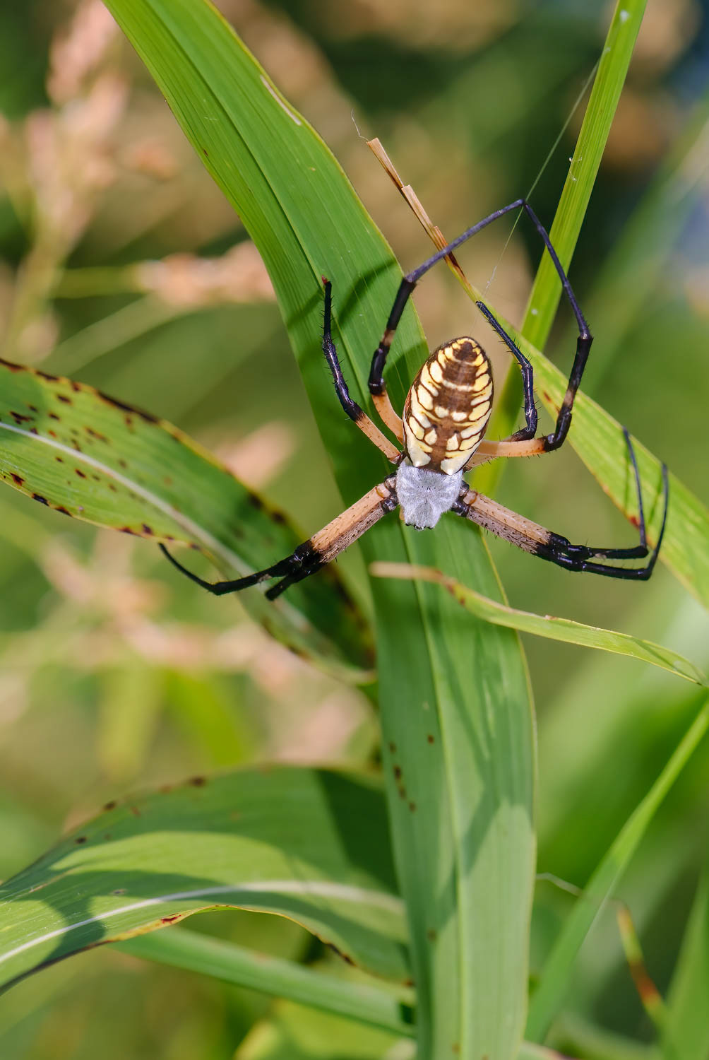Black & Yellow Garden Spider