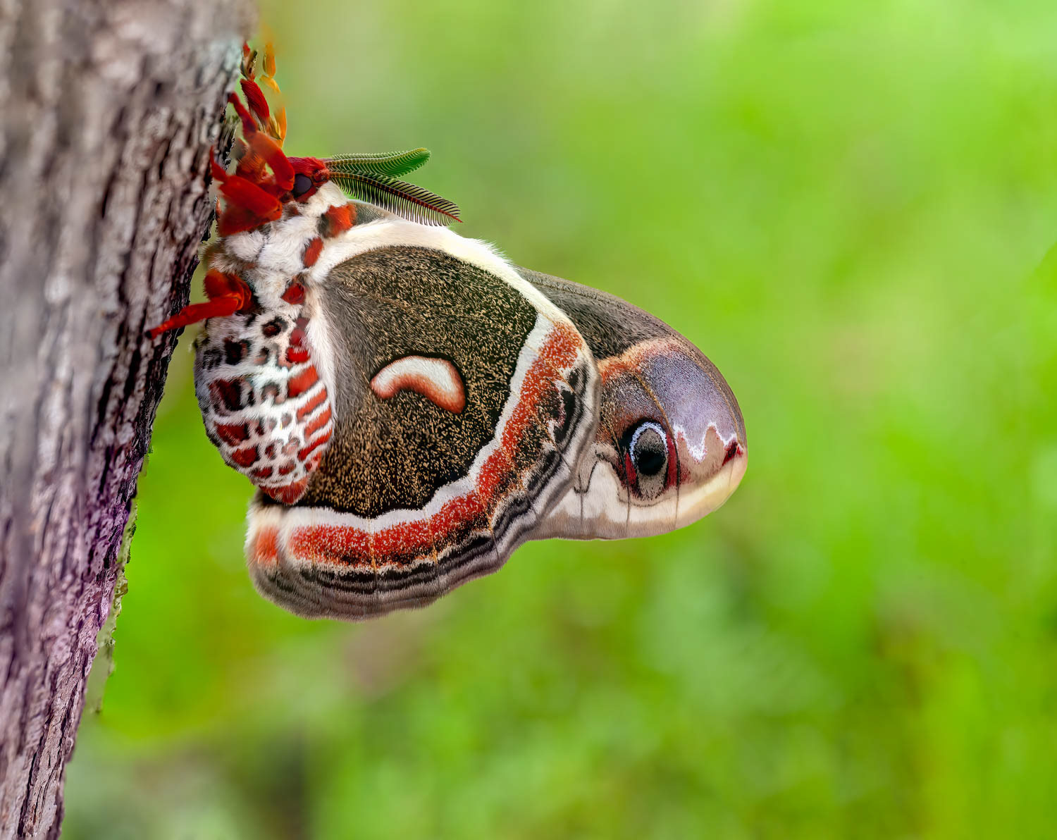 Cecropia Moth (Hyalophora cecropia)