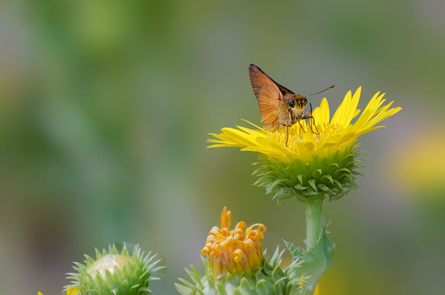 Dion Skipper (Euphyes dion)
