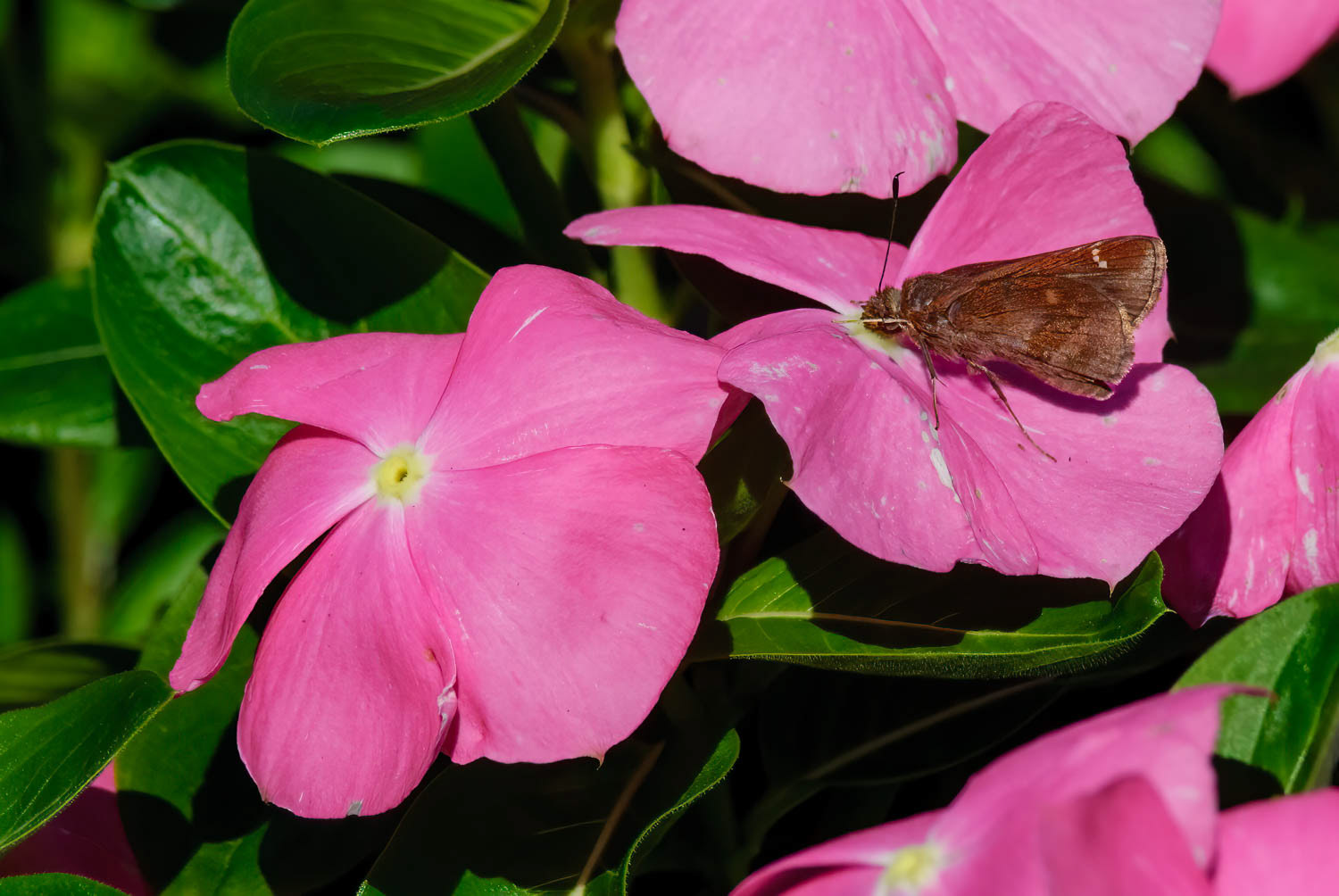 Clouded Skipper (Lerema accius)