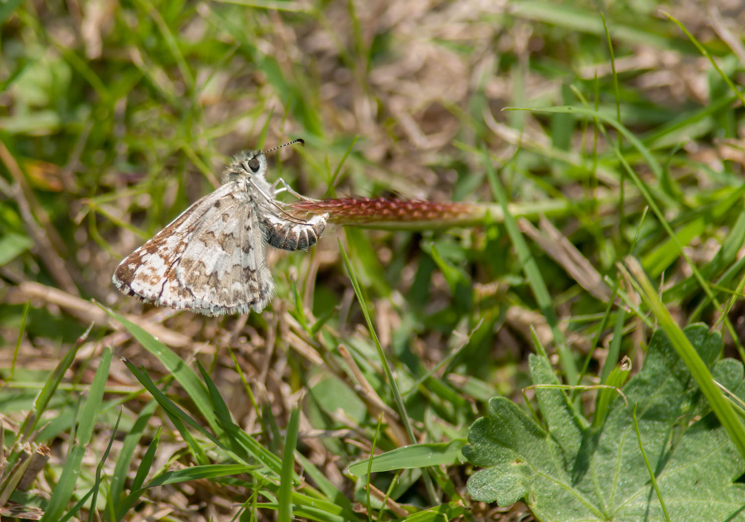 Checkered Skipper (Burnsius communis)