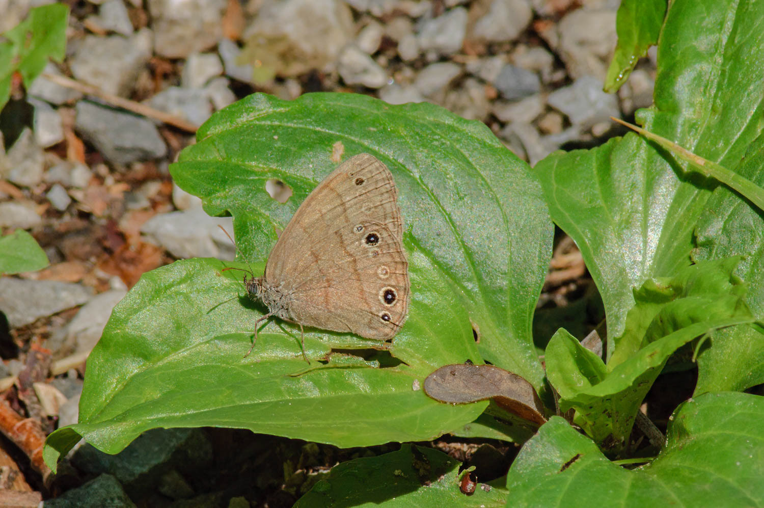 Carolina Satyr (Hermeuptychia sosybius)