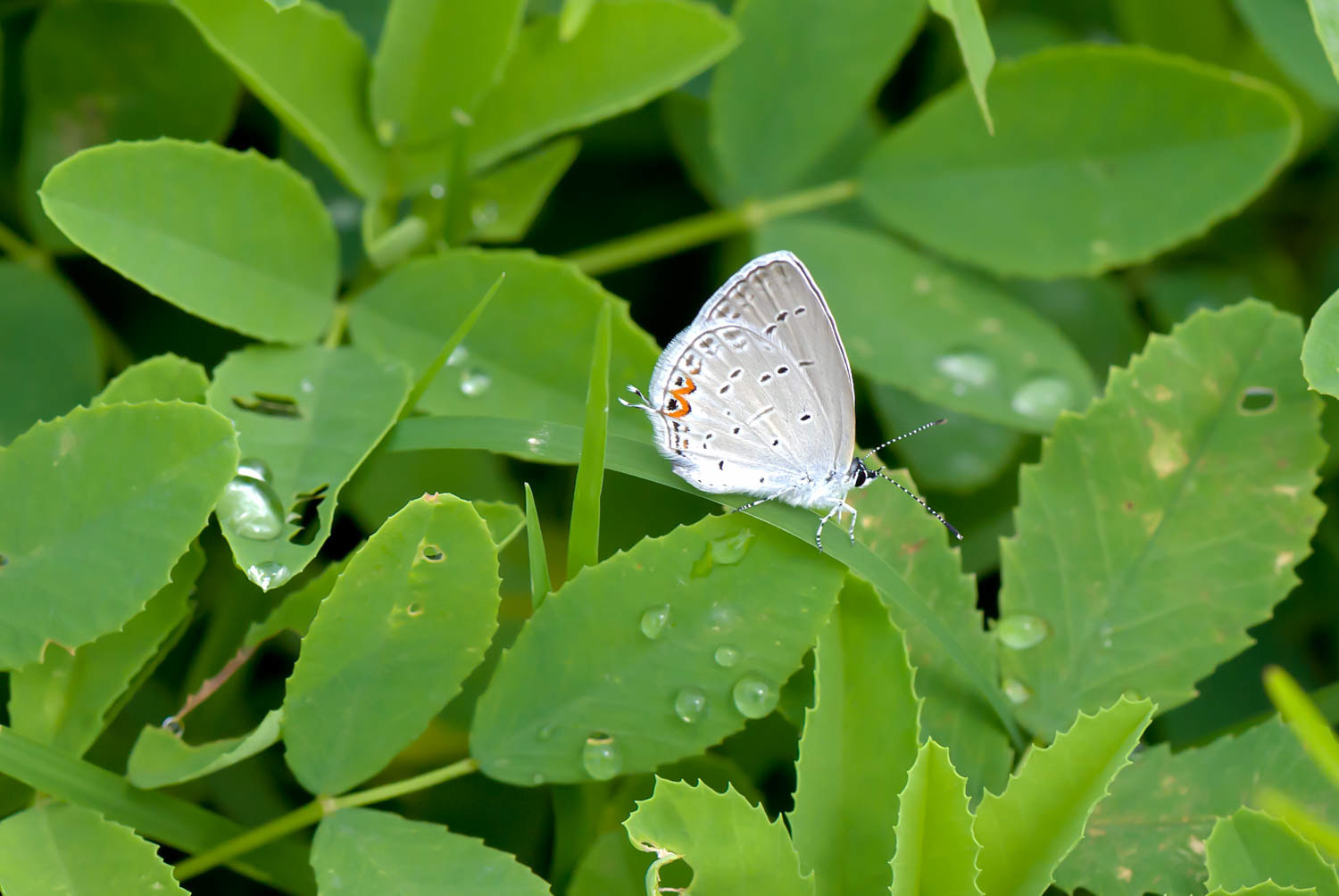 Eastern Tailed Blue (Cupido comyntas)