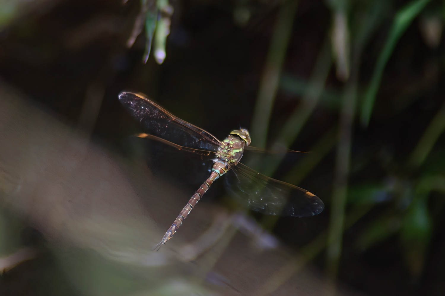 Swamp Darner (Epiaeschna heros)
