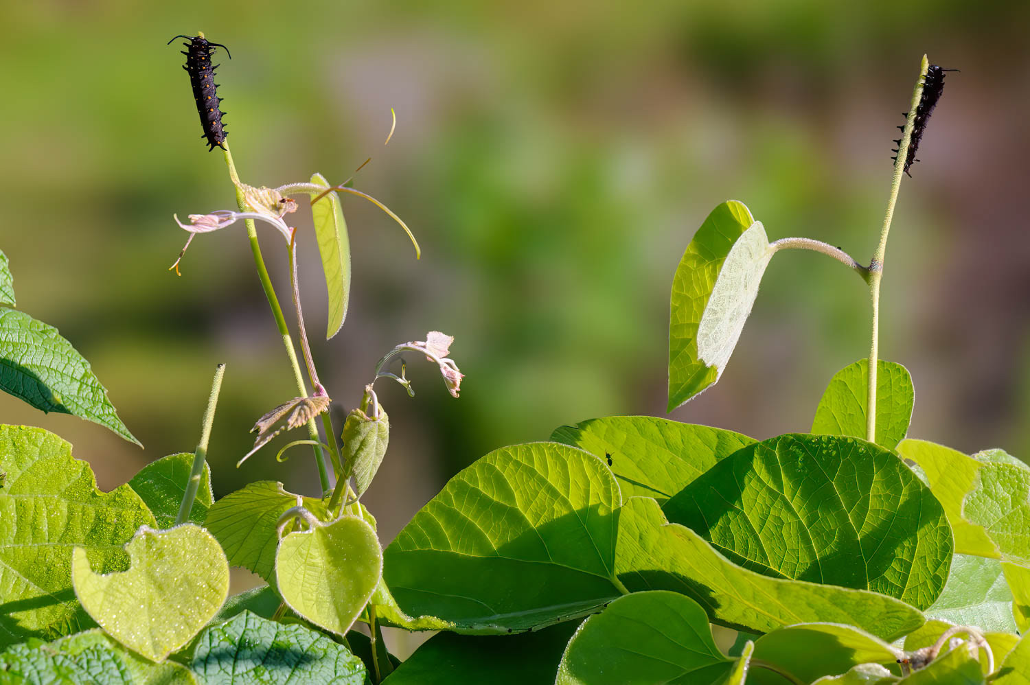 Pipevine Swallowtail Caterpillar (Battus philenor)