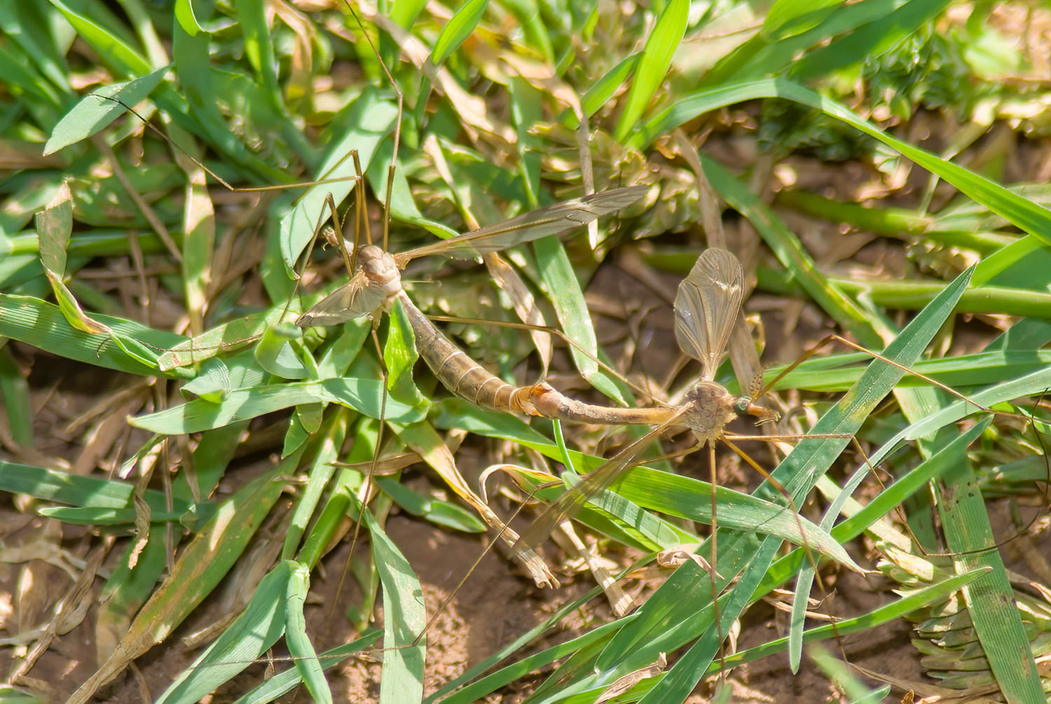 Giant Crane Flies- Breeding Pair