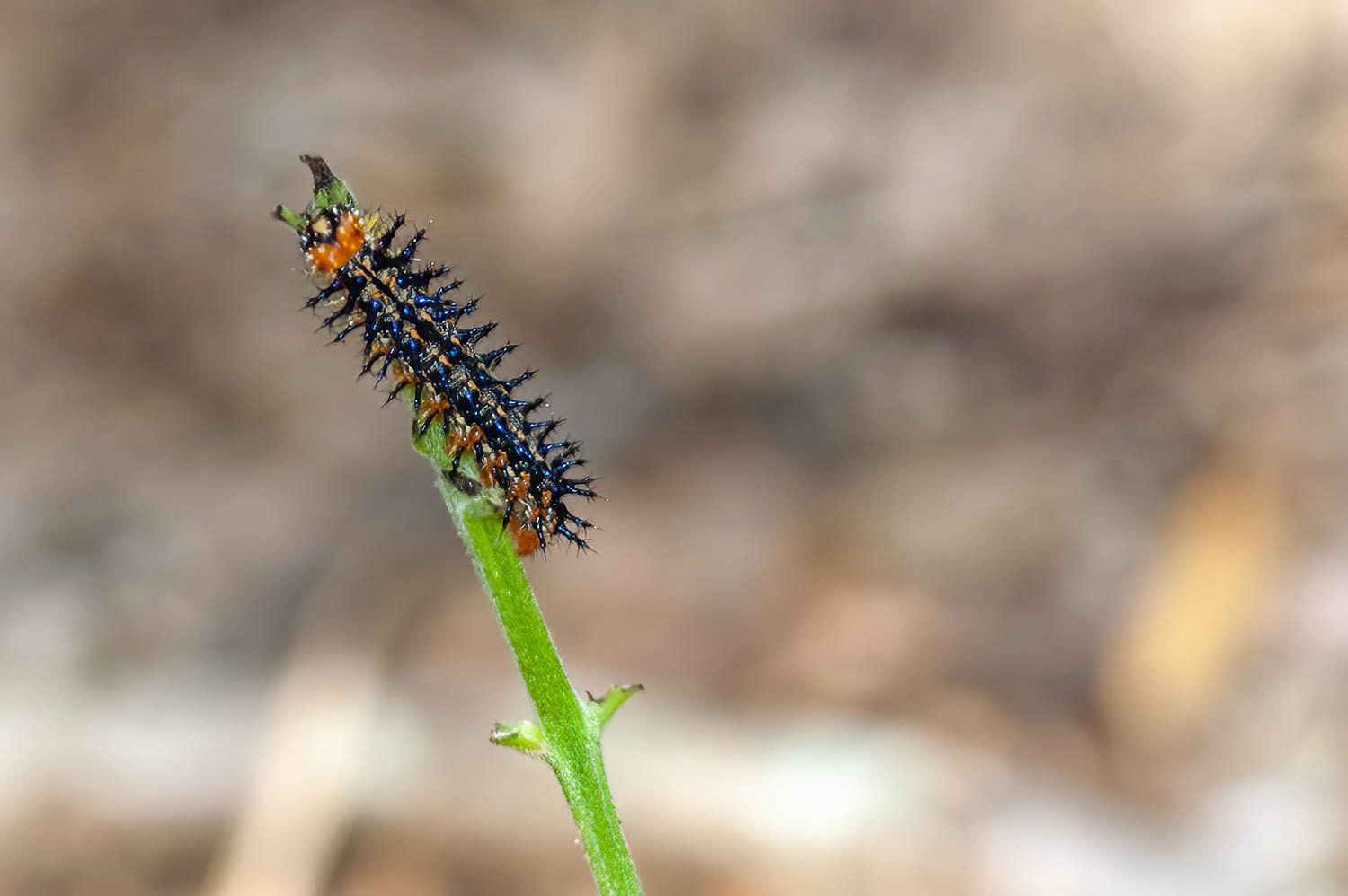 Common Buckeye Caterpillar (Junonia coen)