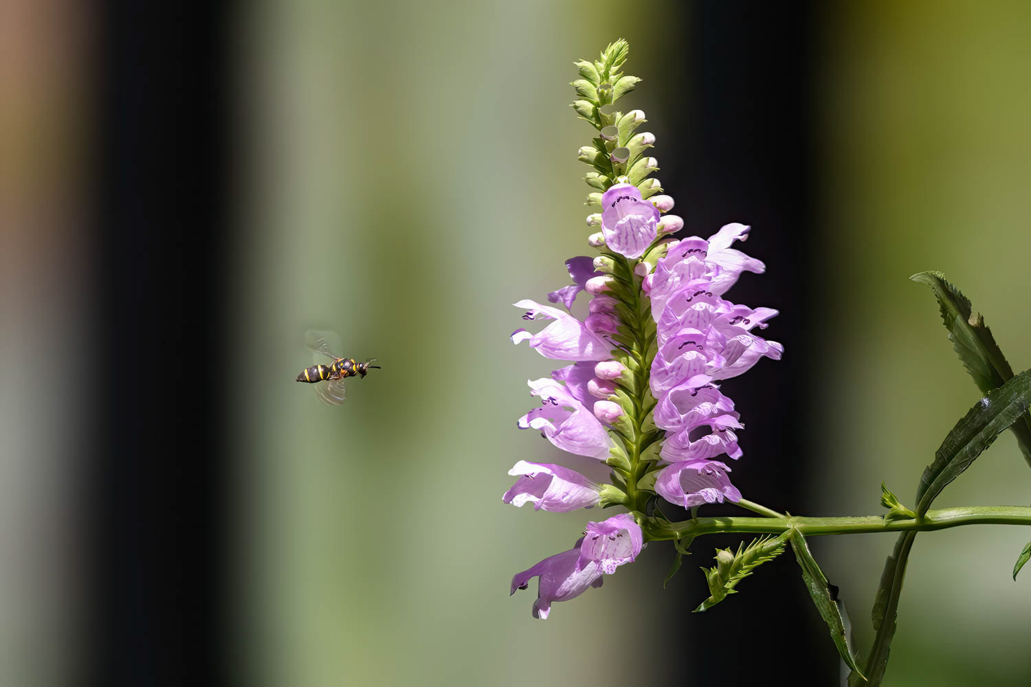 Northern Paper Wasp (Polistes fuscatus)