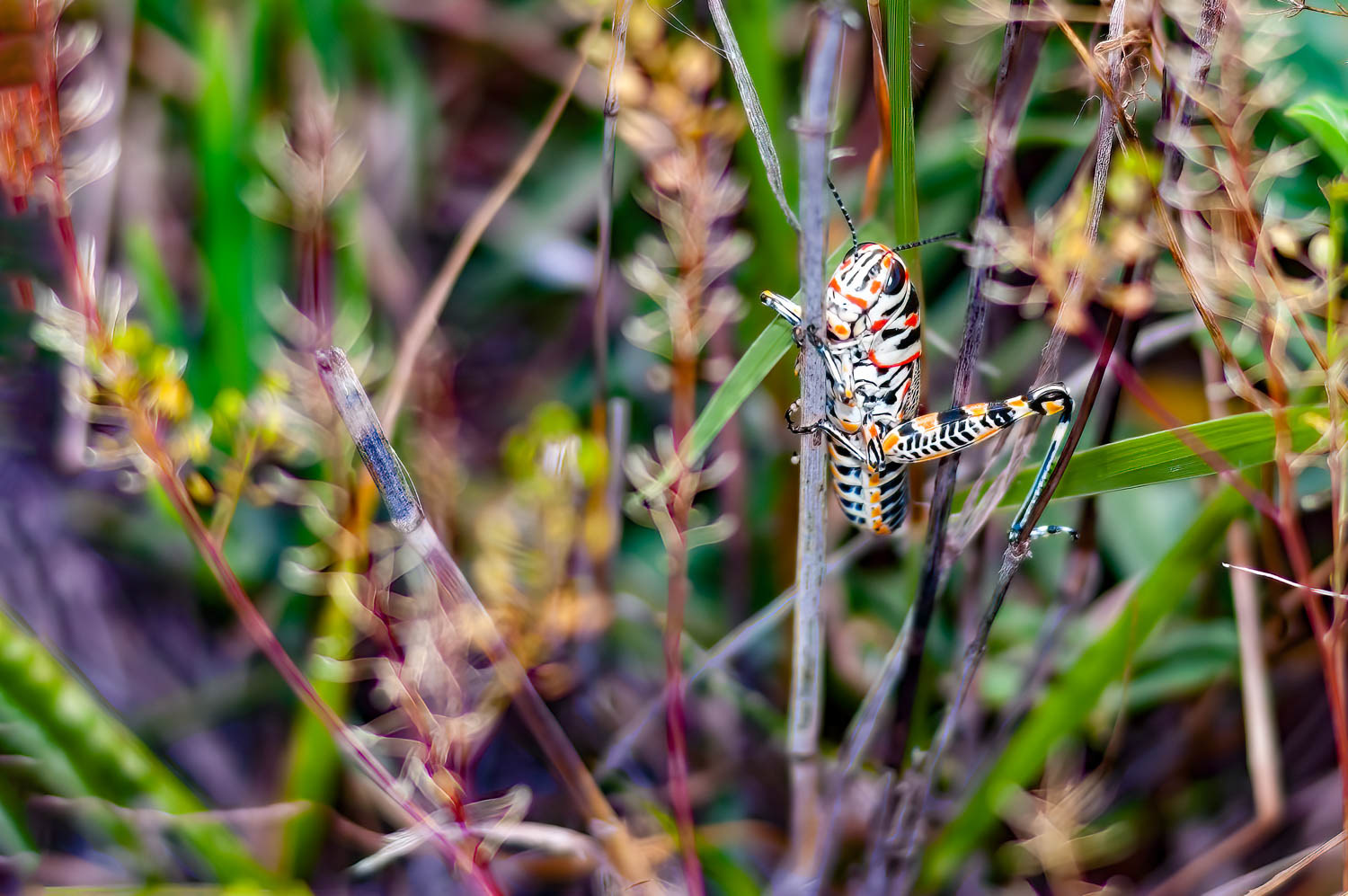 Rainbow Grasshopper (Dactylotum bicolor)