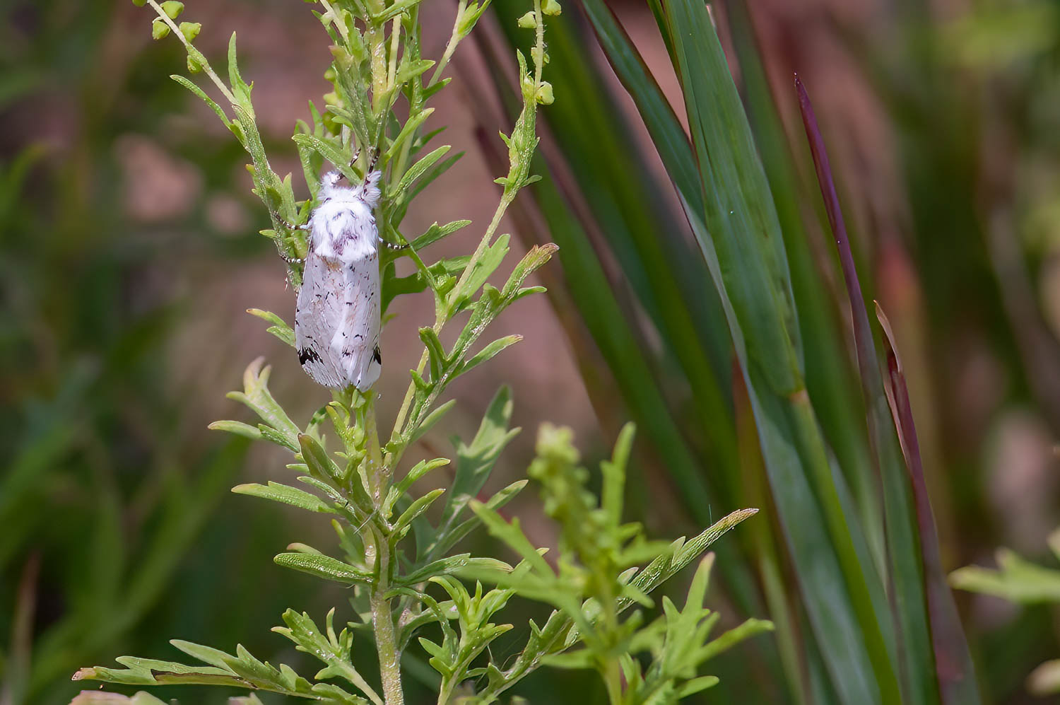 Salt Marsh Moth (Estigmene acrea)
