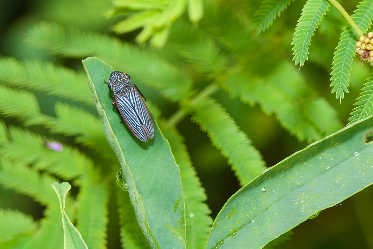 Broad-headed Sharpshooter (Oncometopia orbona)