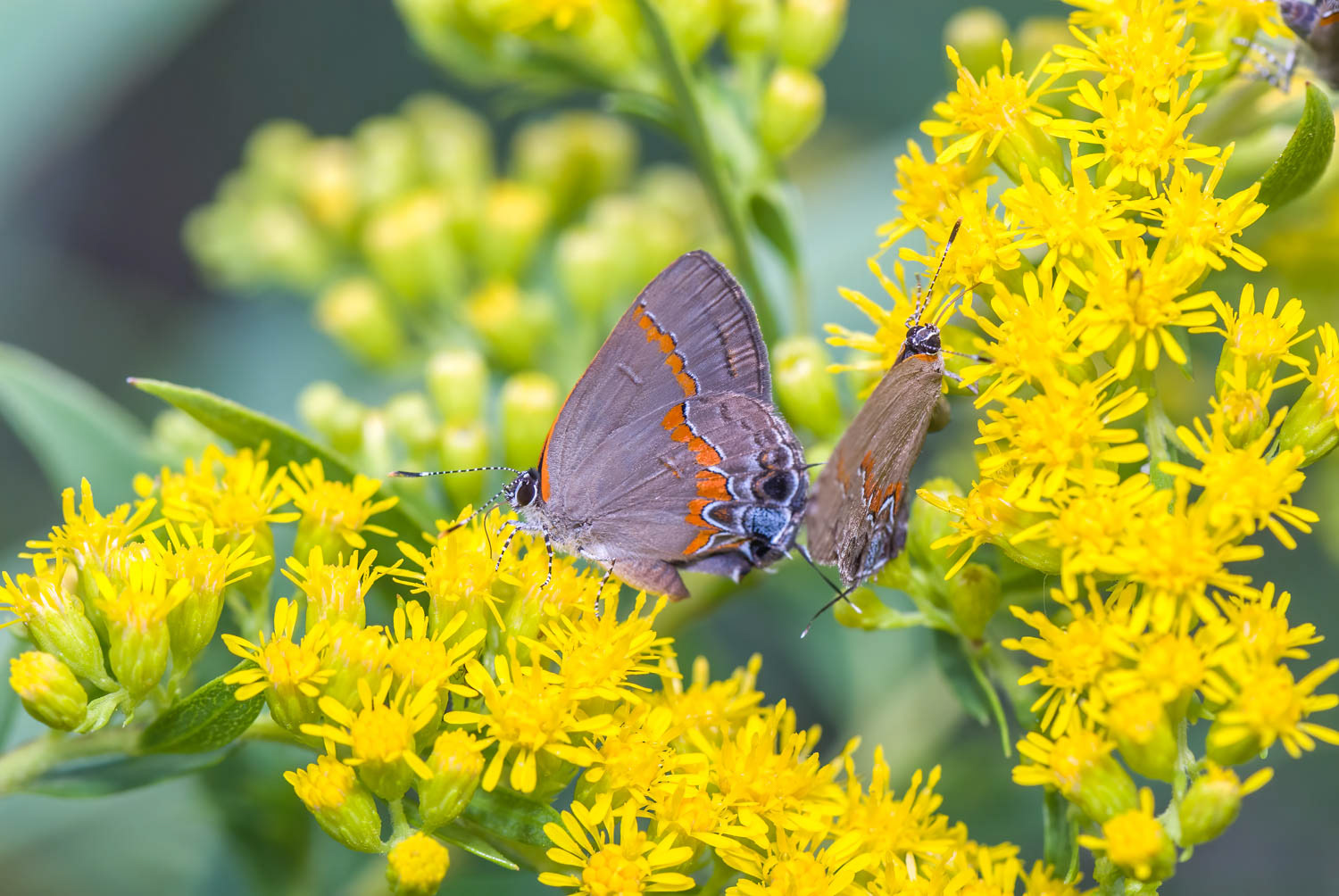 Red-banded Hairstreak (Calycopis cecrops)