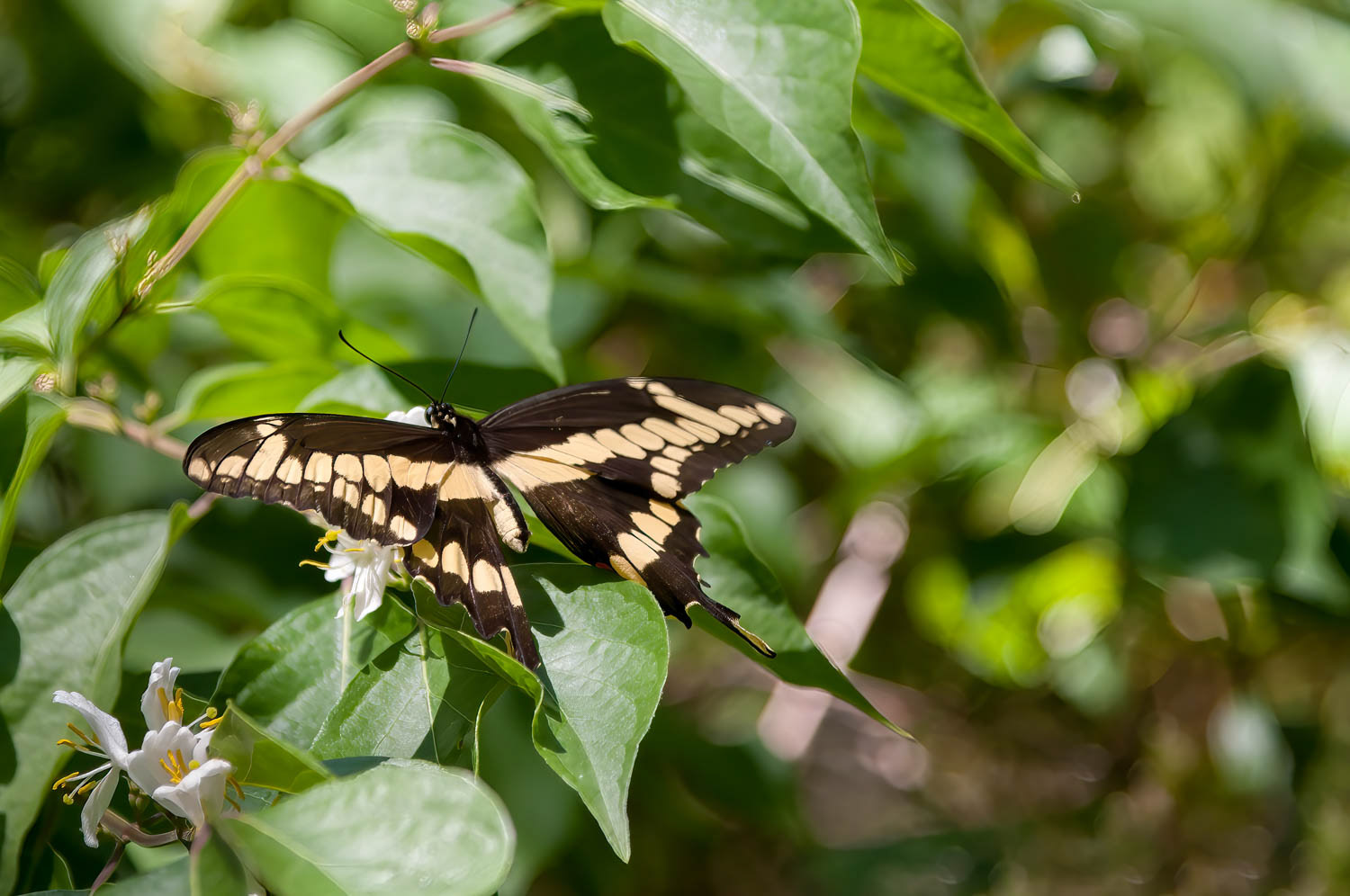 Giant Swallowtail (Heraclides cresphontes)