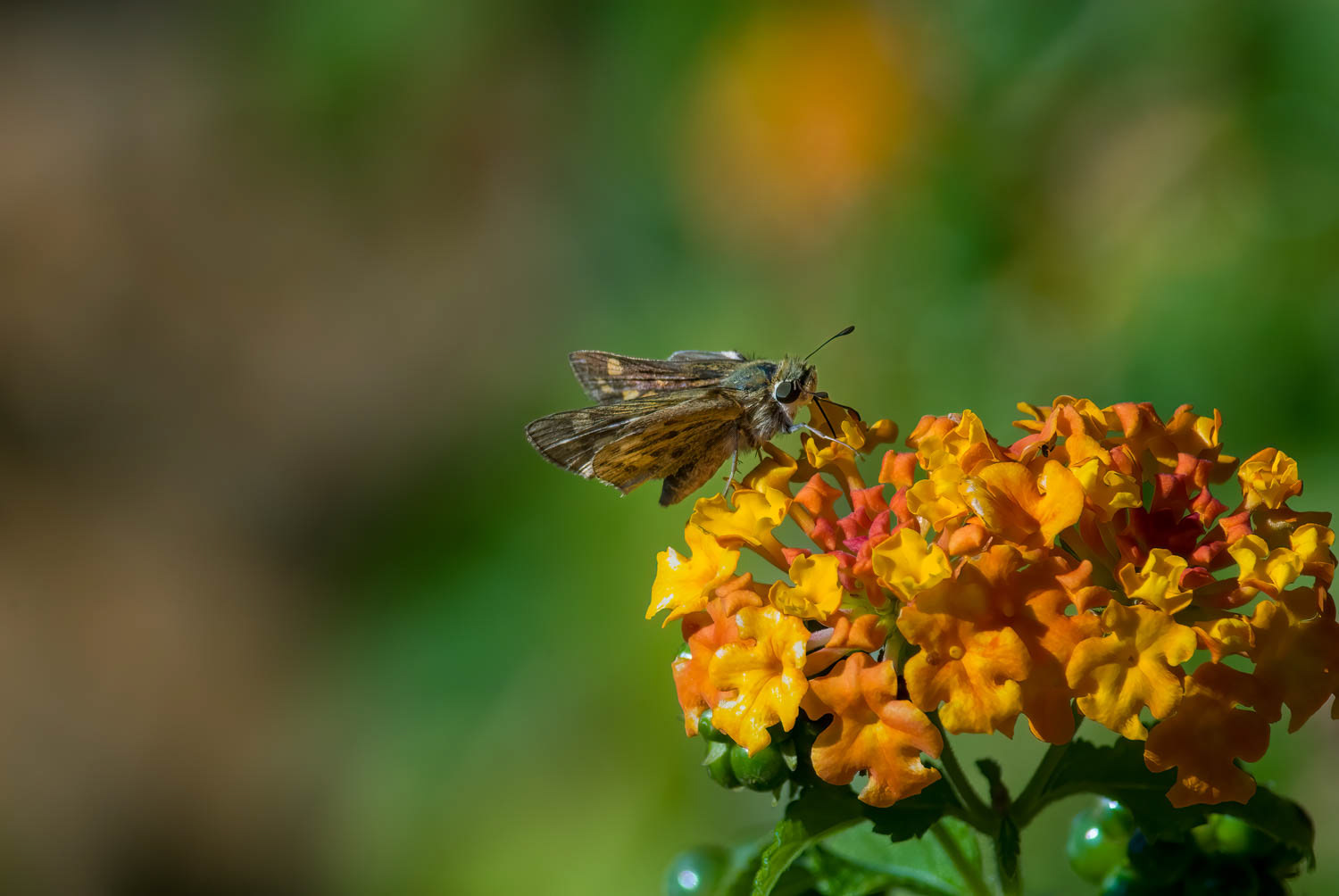 Sachem Skipper (Atalopedes campestris)