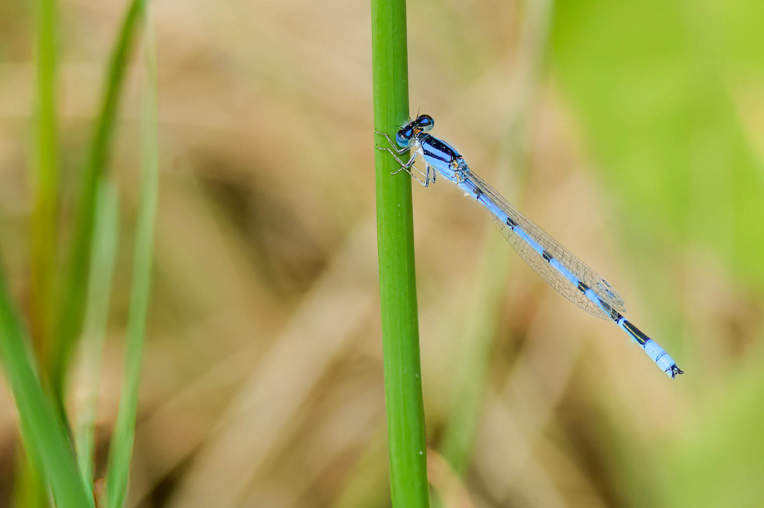 Familiar Bluet (Enallagma civile) Male