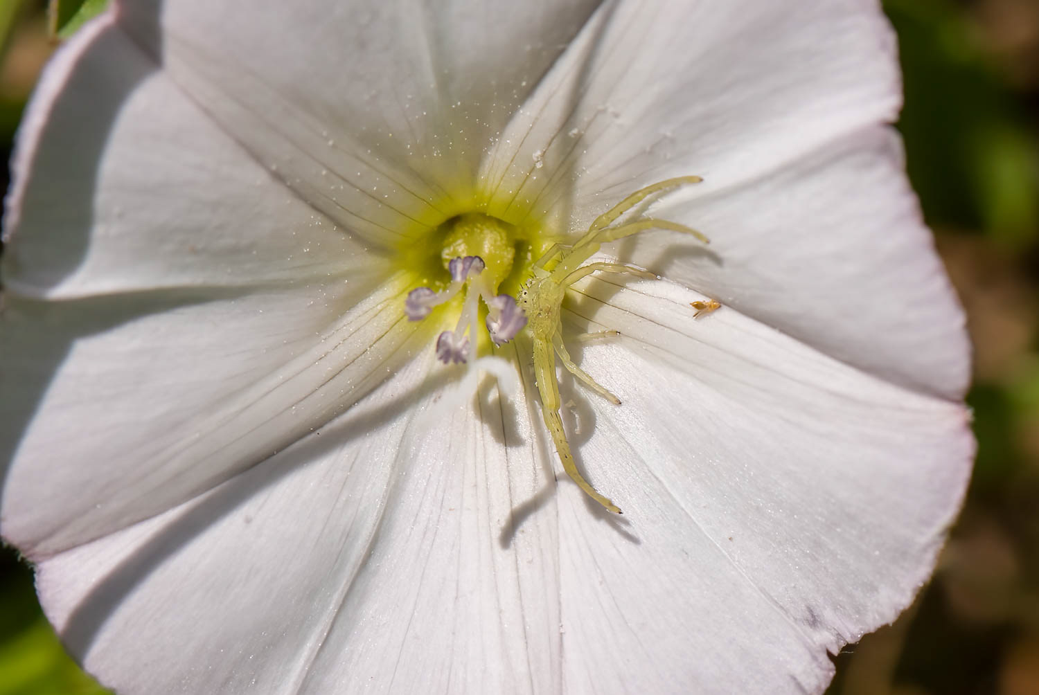 Crab Spider (Thomisidae sp.)