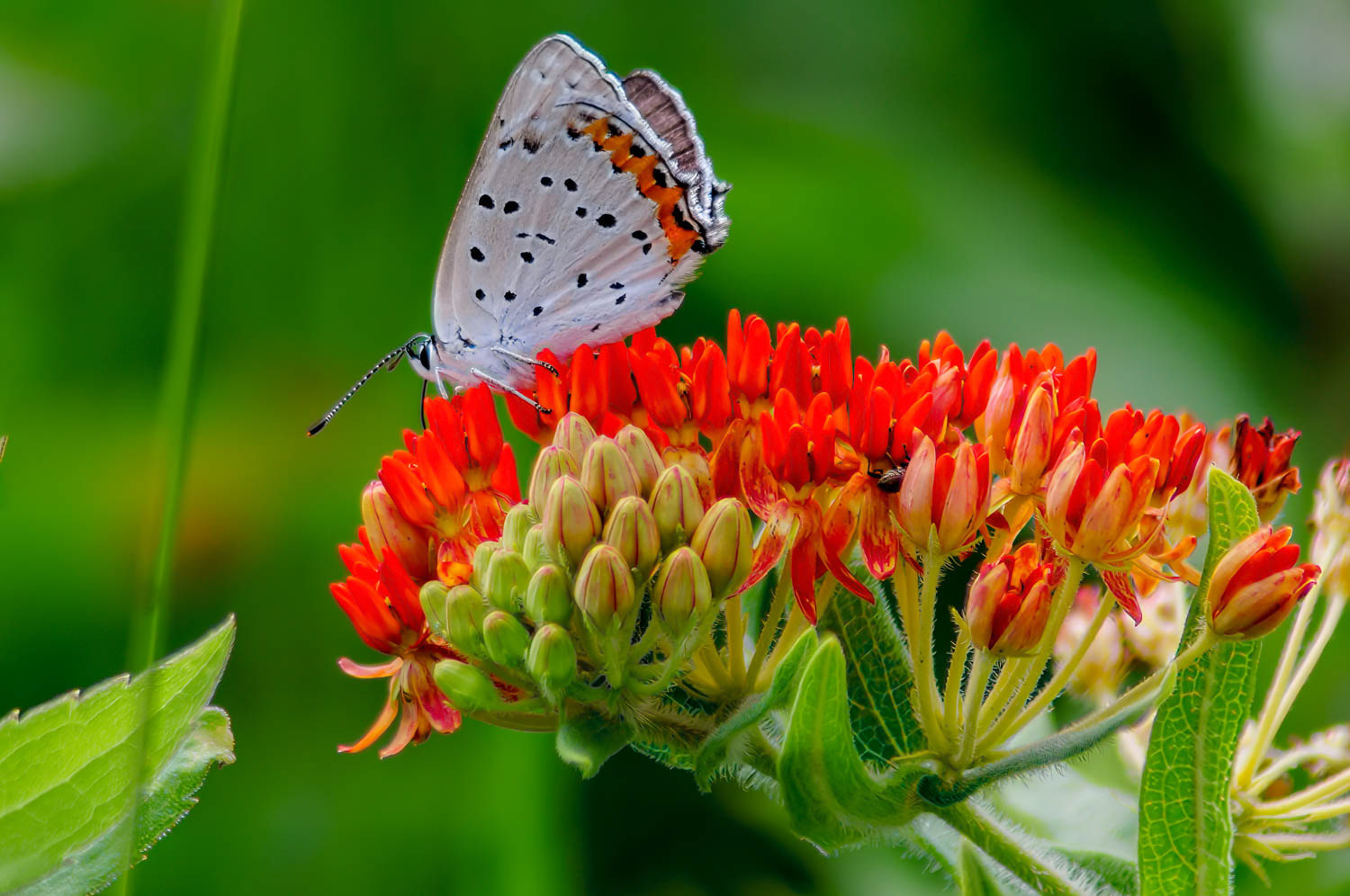 Coral Hairstreak (Satyrium titus)