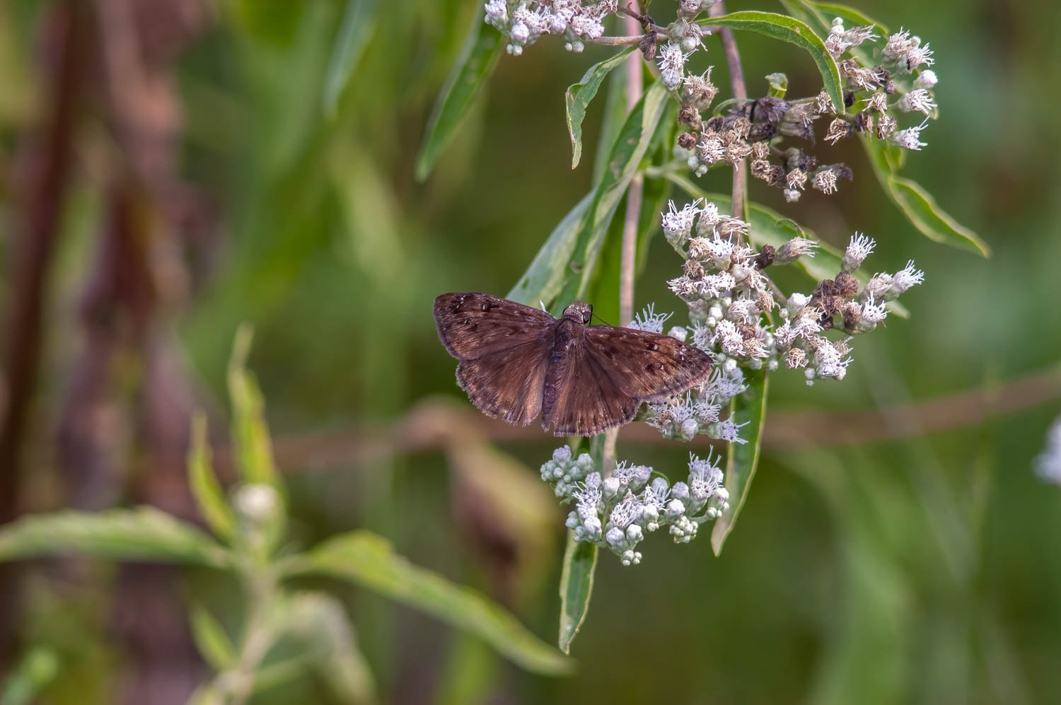 Horace's Duskywing (Erynnis horatius)