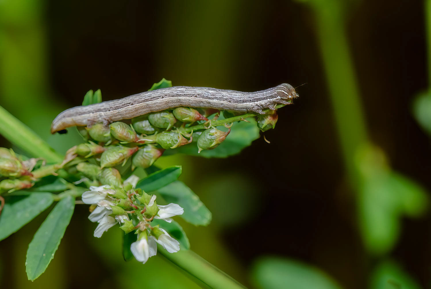 Clover Looper Moth Caterpillar (Caenurgina crassiuscula)