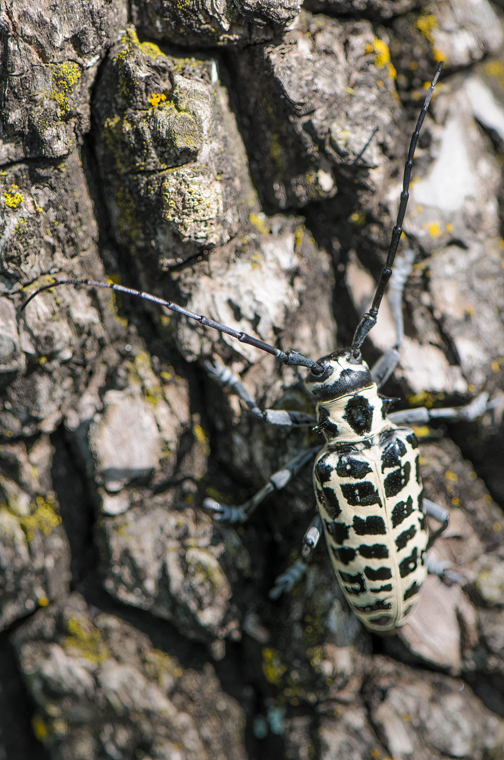 Cottonwood Borer Beetle (Plectrodera scalator)