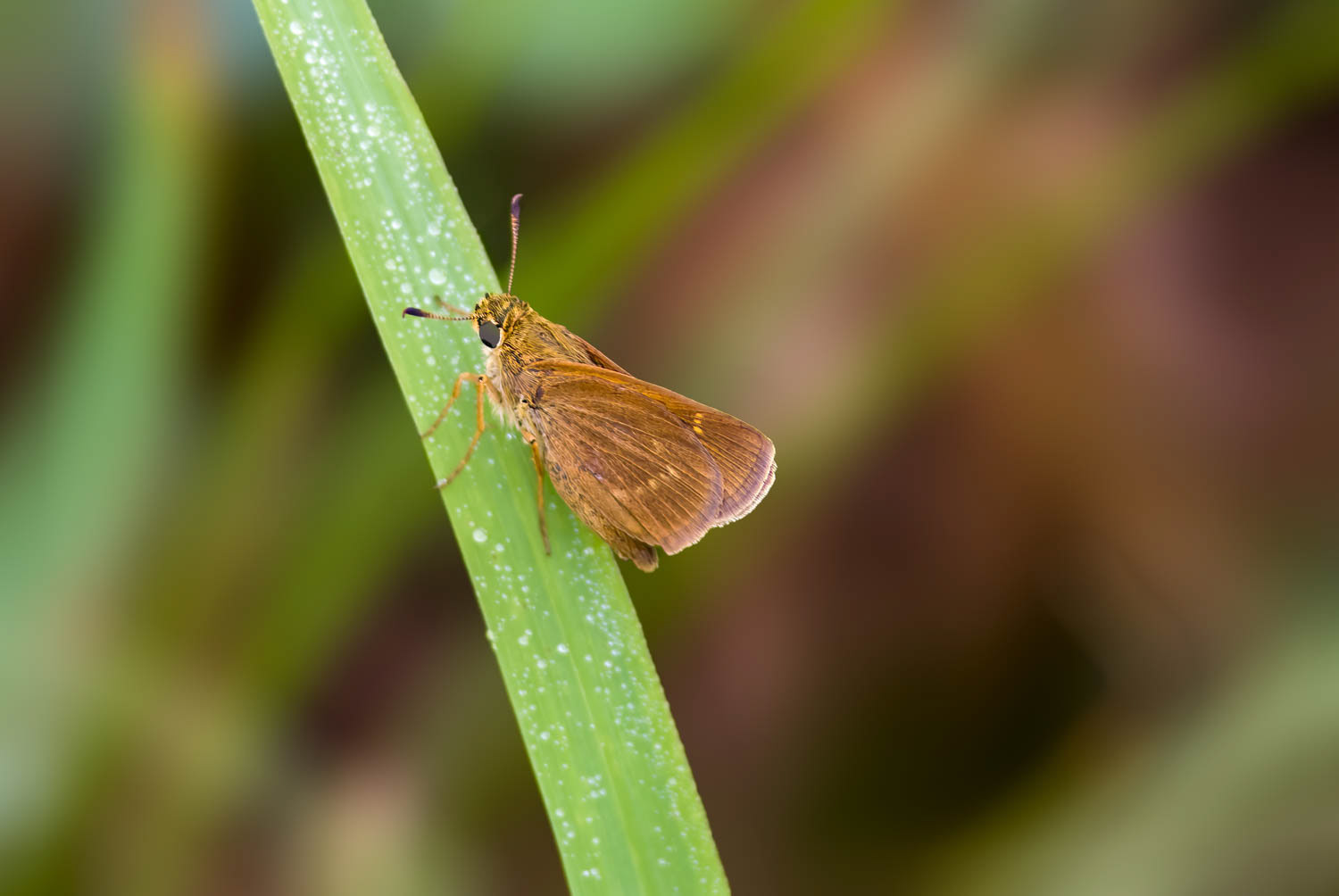 Crossline Skipper Polites origenes
