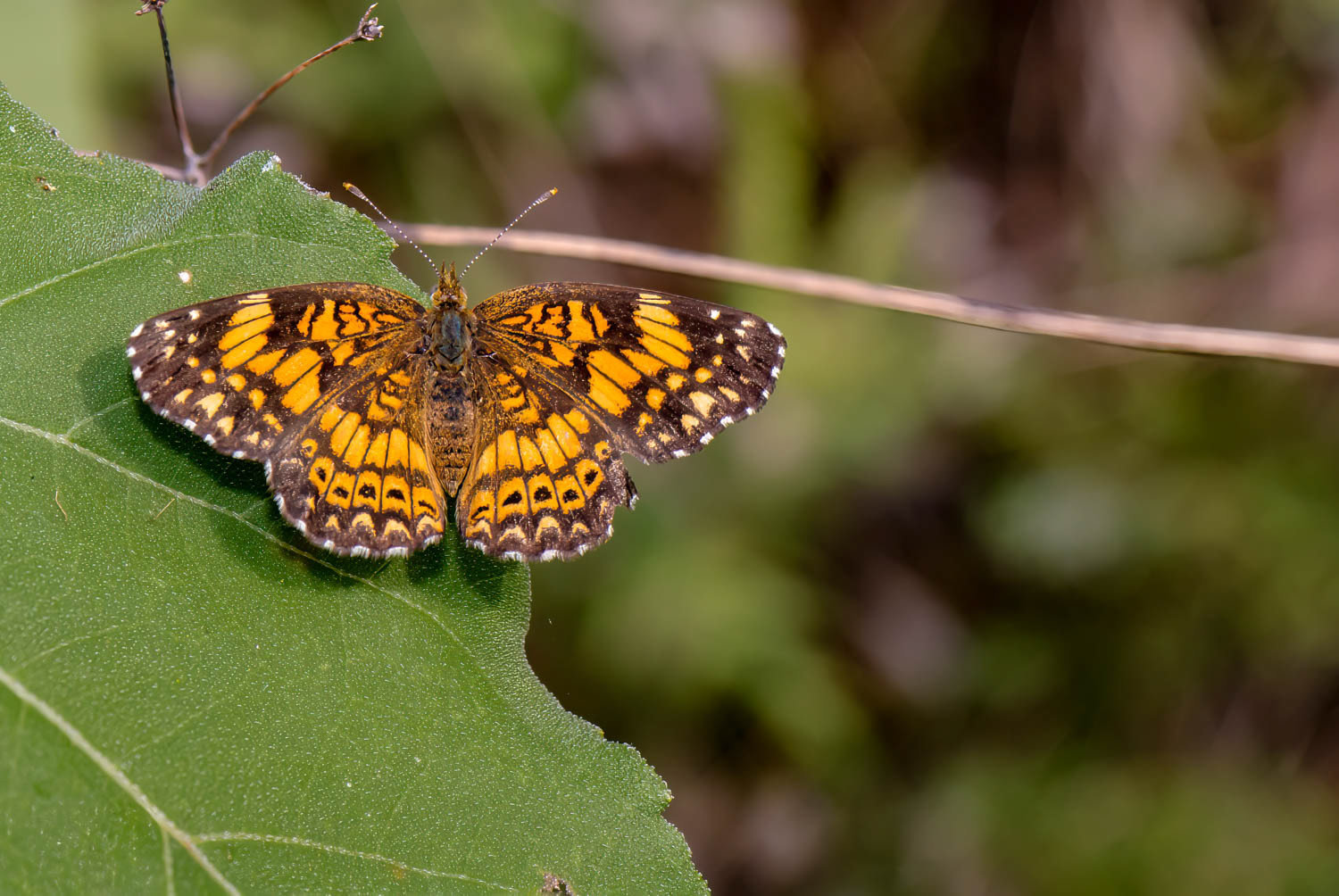 Gorgone Checkerspot (Chlosyne gorgone)