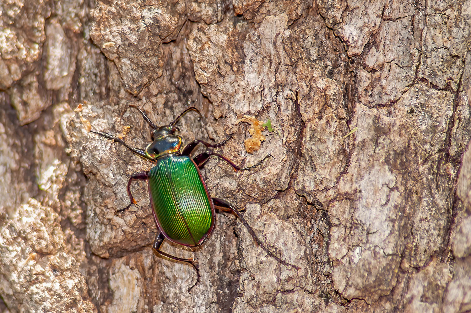 Caterpillar Hunter Beetke (Calosoma sycophanta)