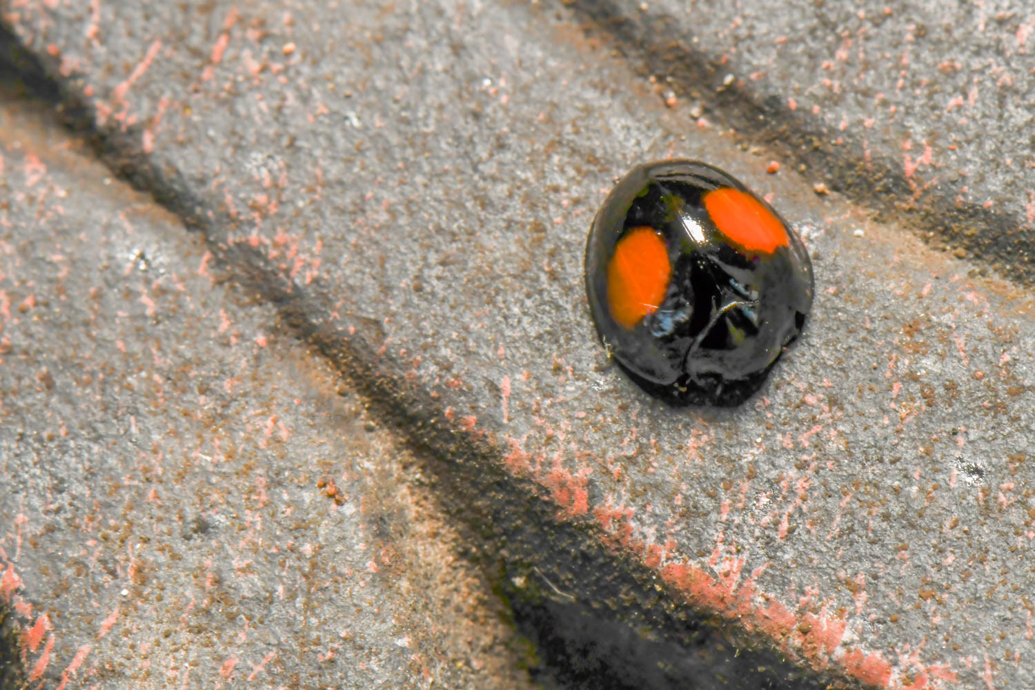 Twice-stabbed Lady Beetle (Chilocorus stigma)
