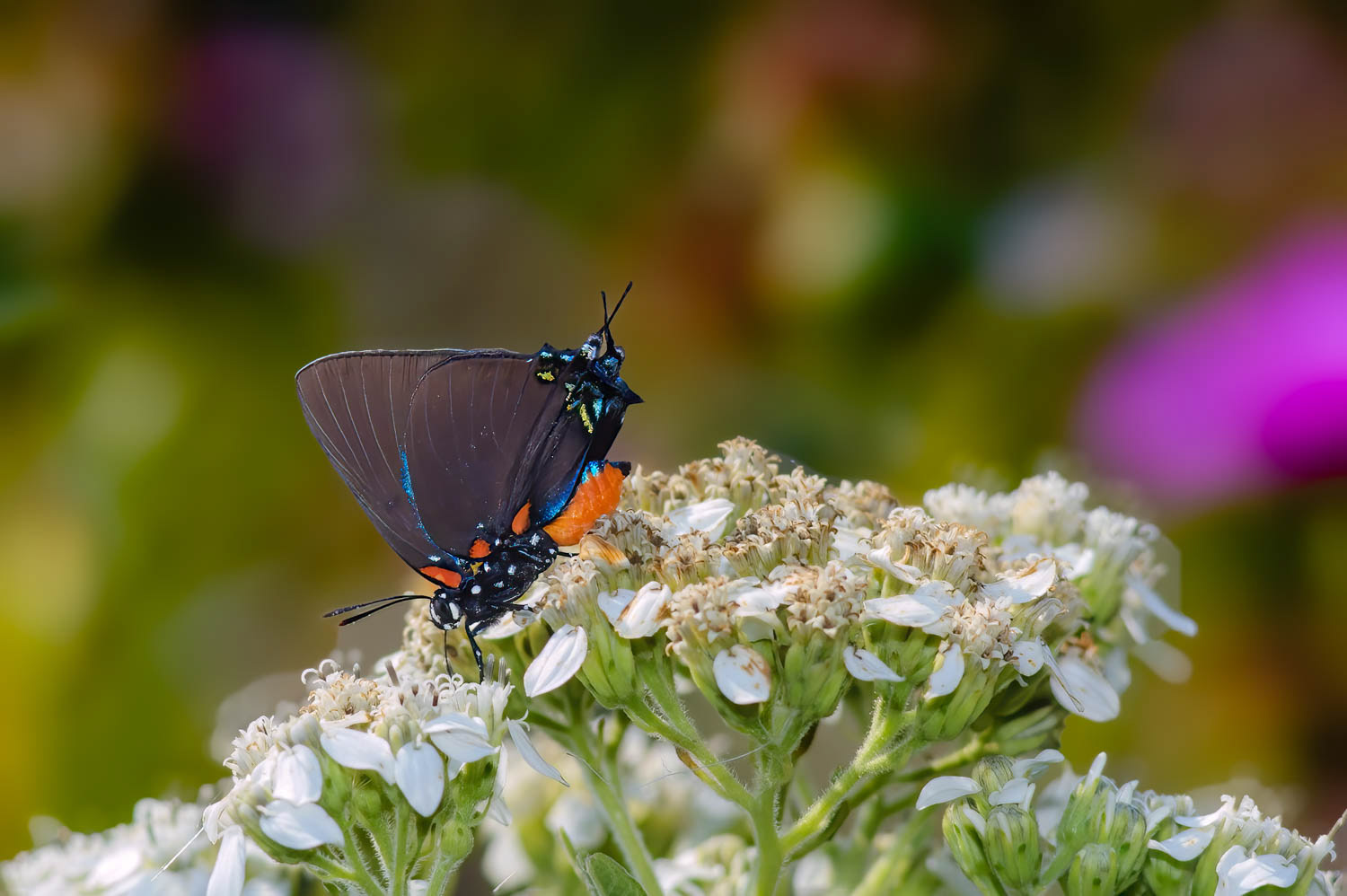 Great Purple Hairstreaks (Atlides halesus)