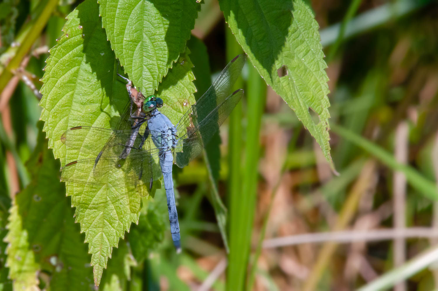 Eastern Pondhawk (Erythemis simplicicollis) Male