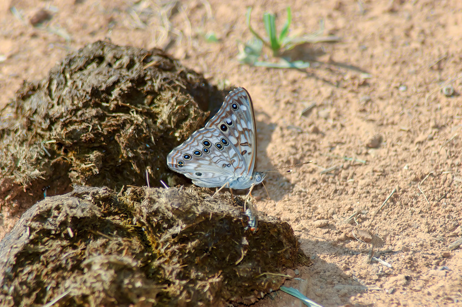 Hackberry Emperor (Asterocampa celtis)