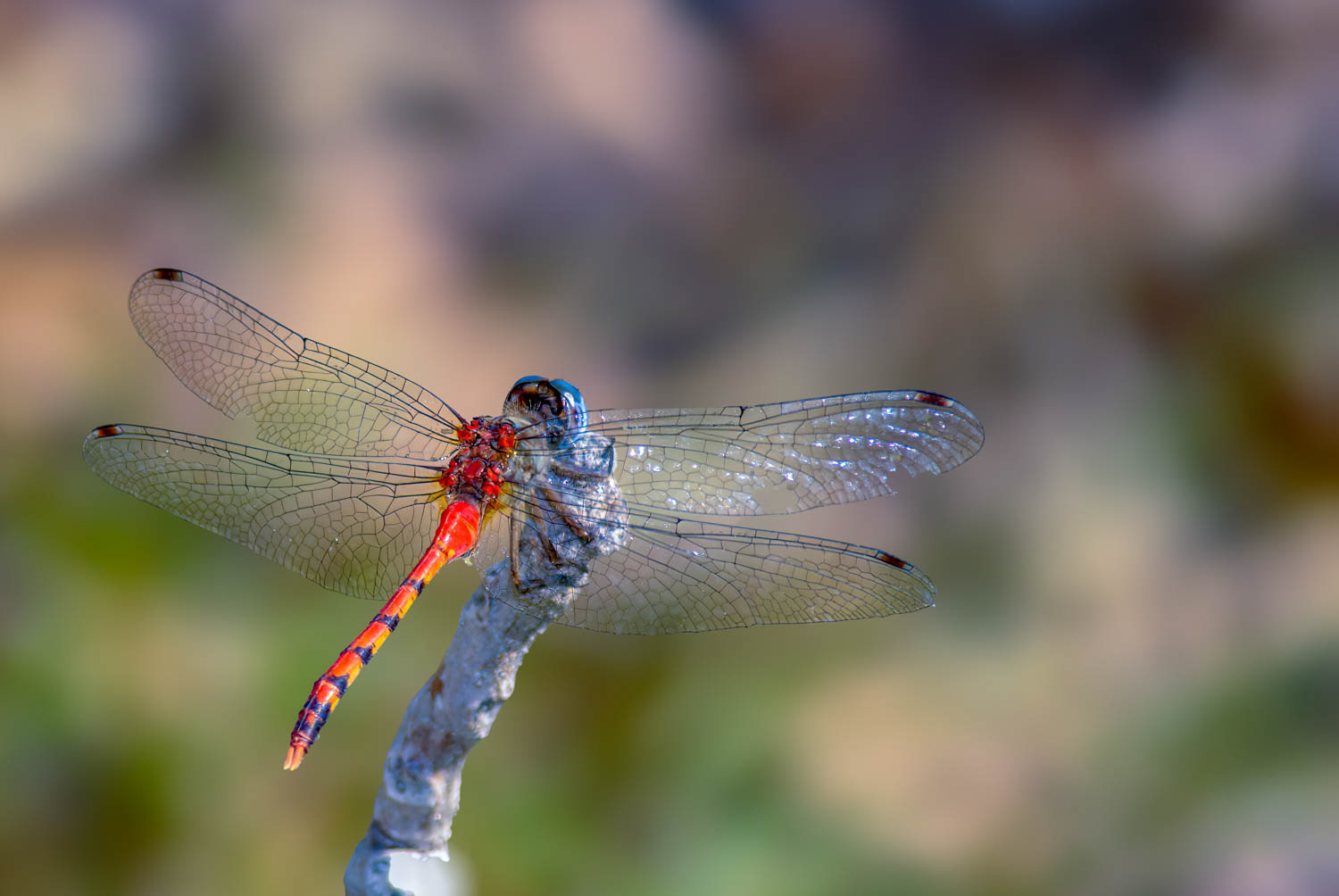 Blue-faced Meadowhawk (Sympetrum ambiguum) Male