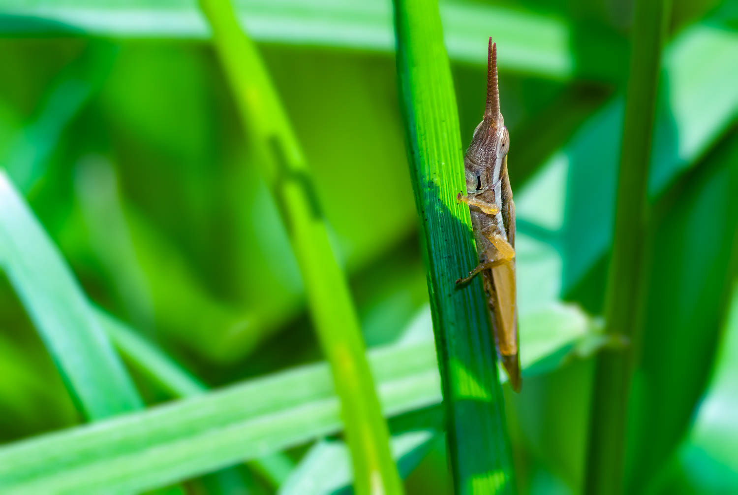 Cattail Toothpick Grasshopper (Leptysma marginicollis)