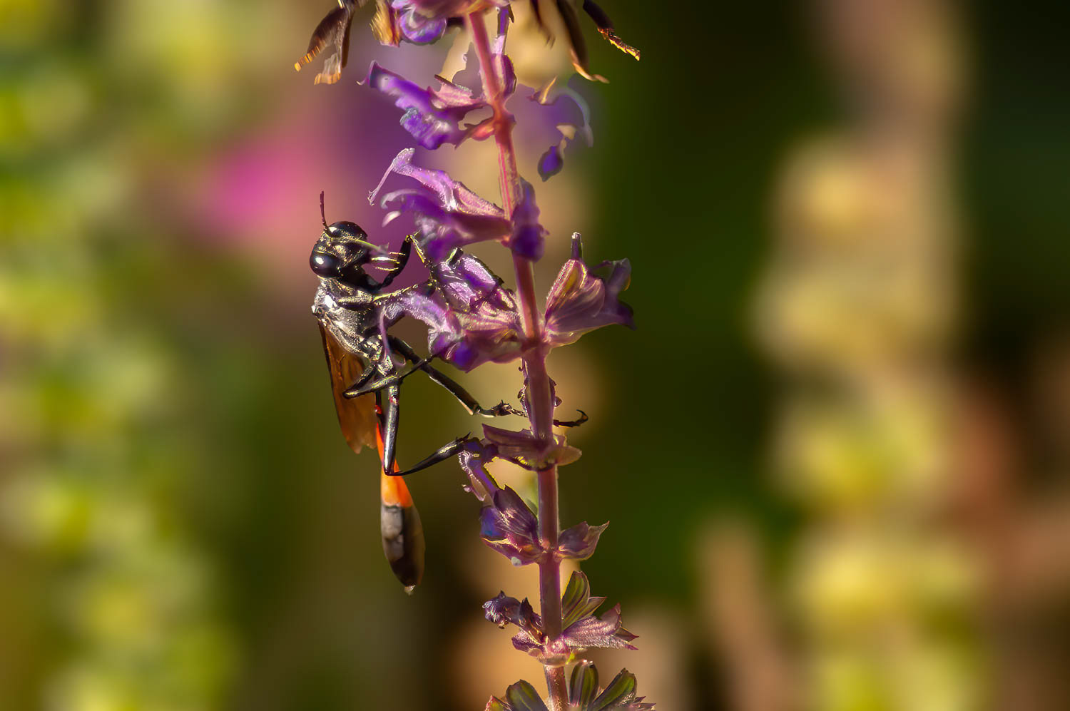 Aztec Thread-waistd Wasp (Ammophila pubescens)