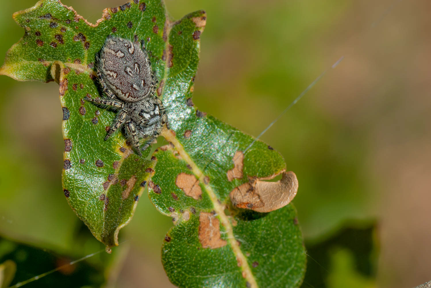 Jumping Spider (Phidippus mystaceus)