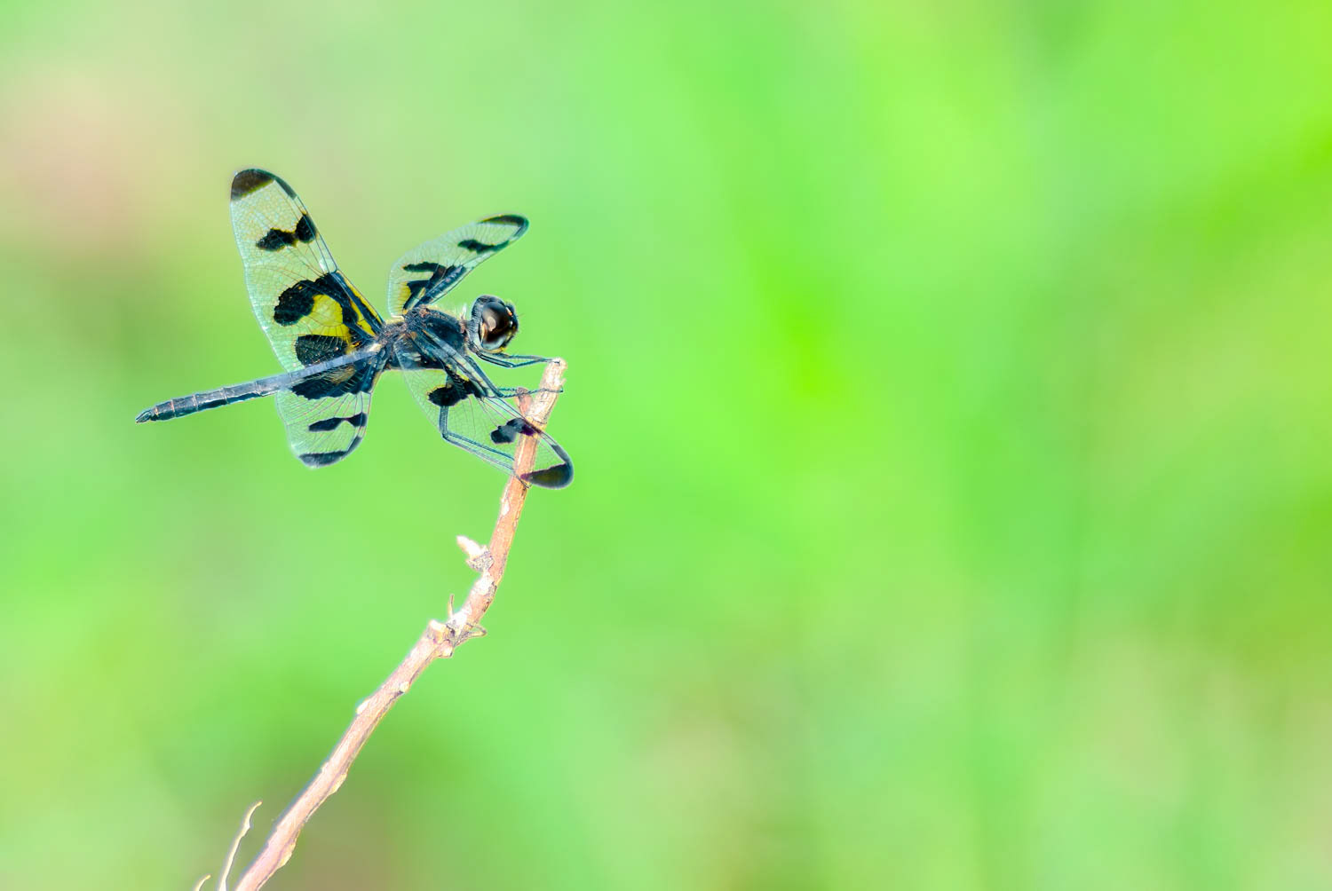 Banded Pennant (Celithemis fasciata)