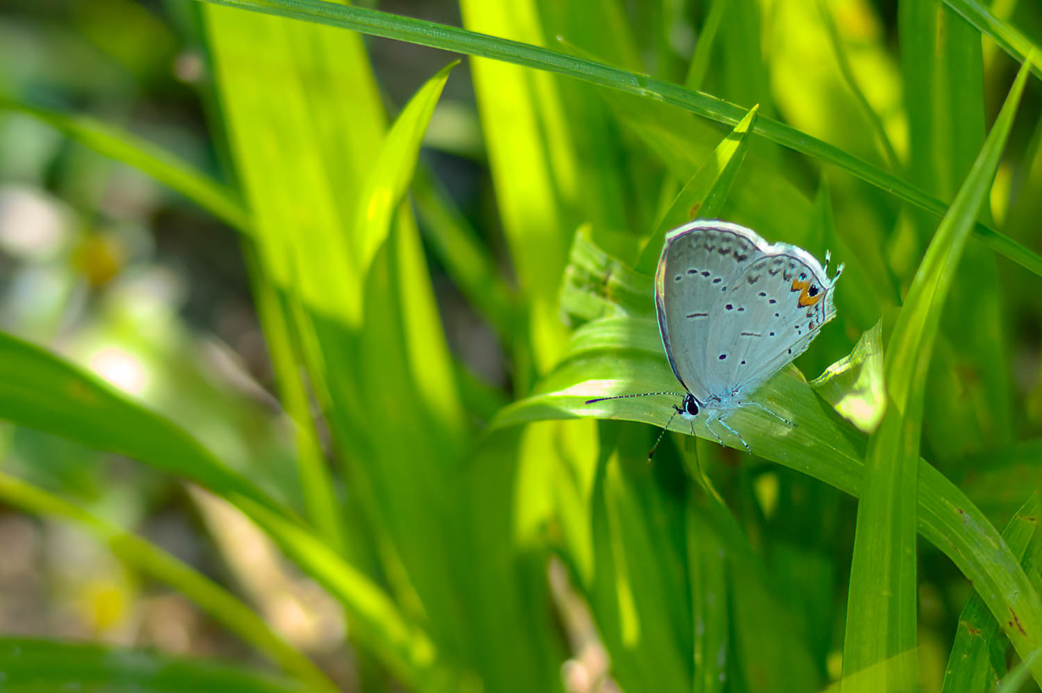 Eastern Tailed Blue (Cupido comyntas)