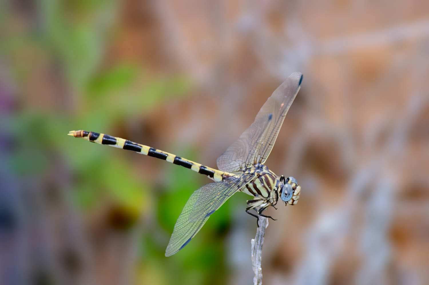 Common Sanddragon (Progomphus obscurus)