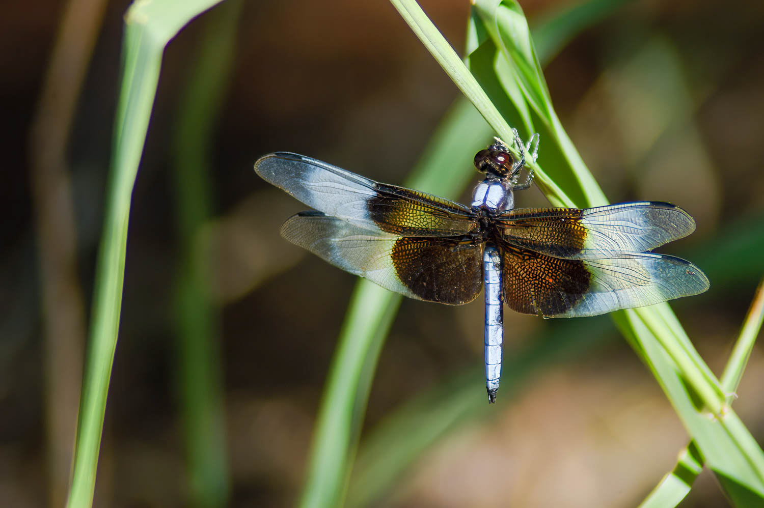 Widow Skimmer (Libellula luctuosa) Male