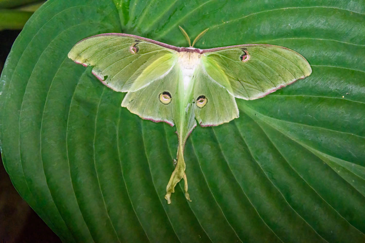 Luna Moth (Actias luna)